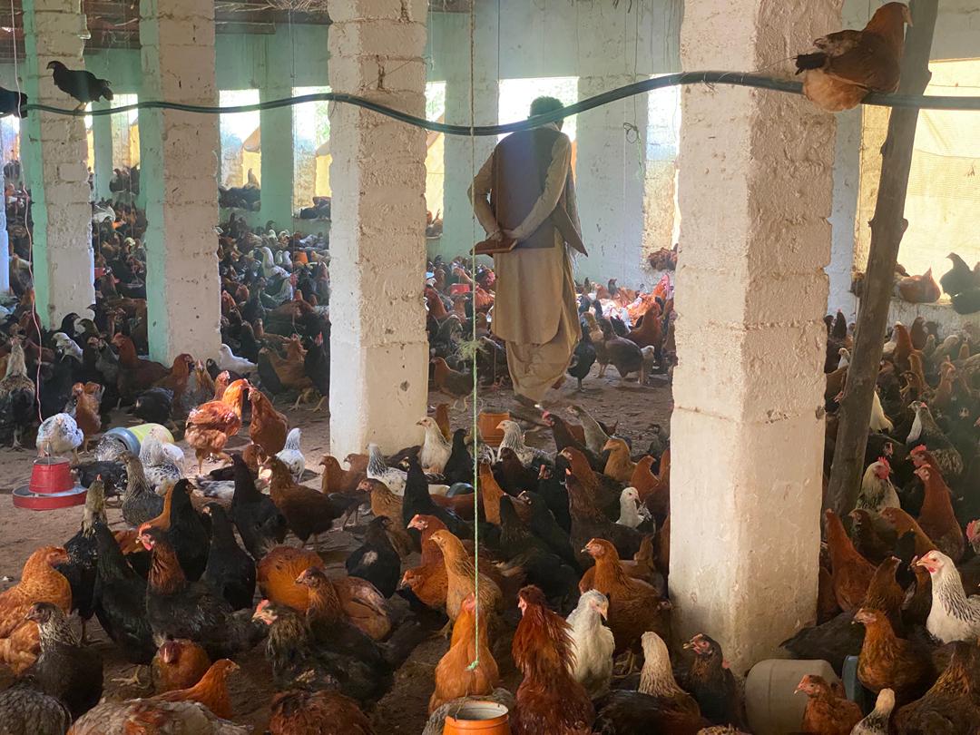 Poultry Distribution to 73 Households Scheduled by YVO on April 27, 2026